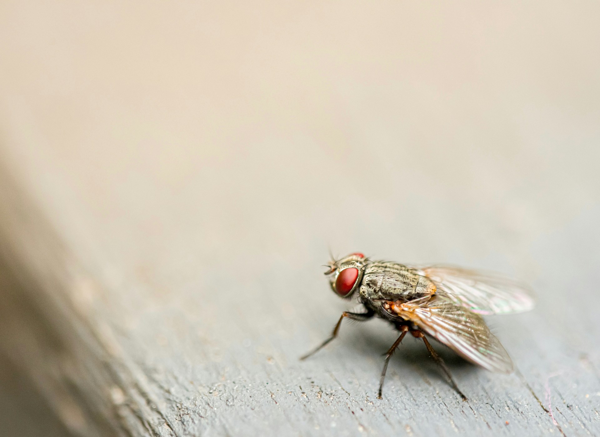 a house fly that has landed on a table top